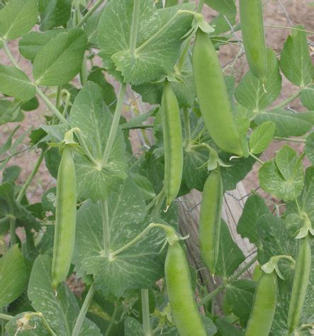 Pisum sativum (Peas) - Plantinfo