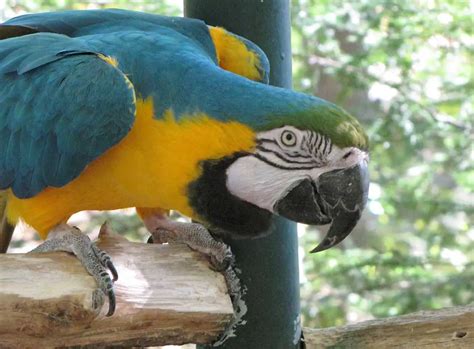 Blue and Gold Macaw Facts | Blue and Gold Macaw Habitat & Diet