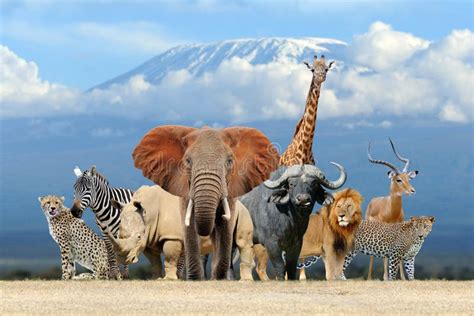 Group of African Safari Animals Together Stock Image - Image of bird ...