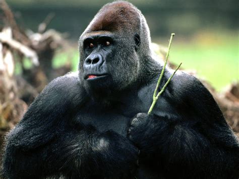 Gorilla Safaris: Research Top Gorilla Safaris Across Africa