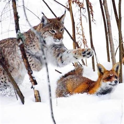 Lynx hunting Fox in snow | Lynx hunting Fox in snow | By Animals World & Nature