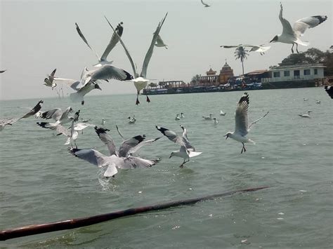 Migratory Birds At Chilika Lake Of Odisha | IAS Abhiyan