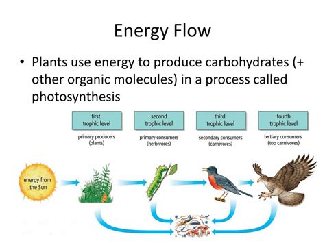 Energy Flow In Ecosystems Activity