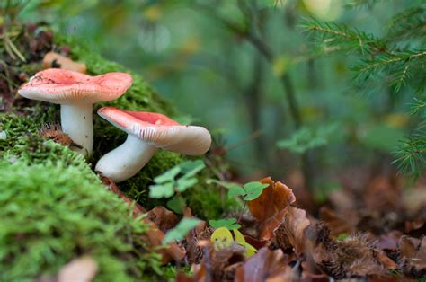 forest, Mushroom, Macro Wallpapers HD / Desktop and Mobile Backgrounds