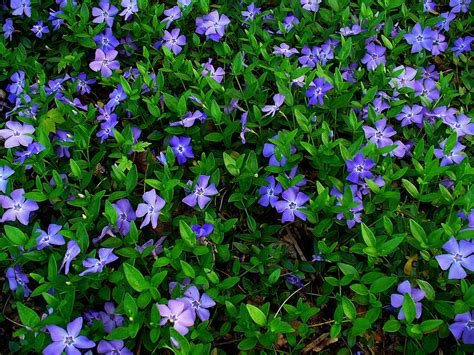 Vinca minor (Bowles, Bowles Periwinkle, Common Periwinkle, Dwarf Periwinkle, Lesser Periwinkle ...