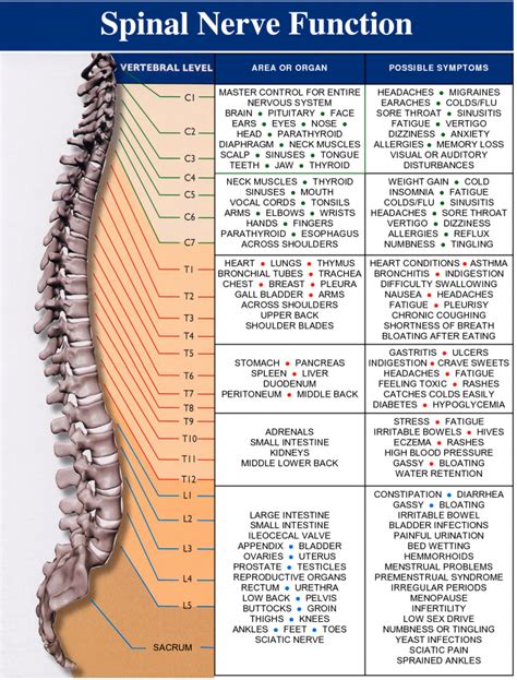 Nerve Chart