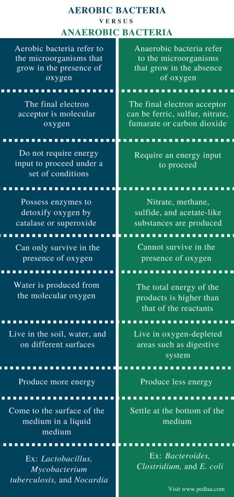 Difference Between Aerobic and Anaerobic Bacteria | Definition, Facts ...