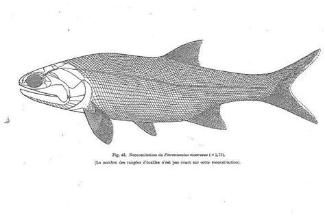 Triassic fish fossil - Fossil ID - The Fossil Forum