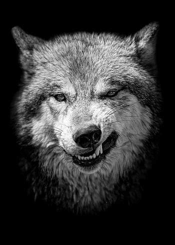 Angry Wolf Hd Images - Infoupdate.org