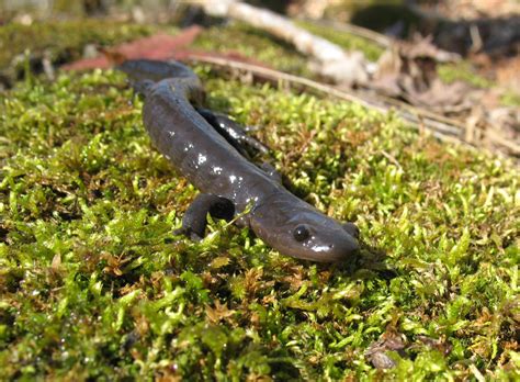 It’s Jefferson Salamander Mating Season in Burlington: Time to Close King Road and Protect ...