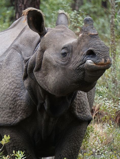 Greater One-Horned Rhino - White Oak Conservation