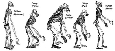 Alternative classifications of Antrhopoidea