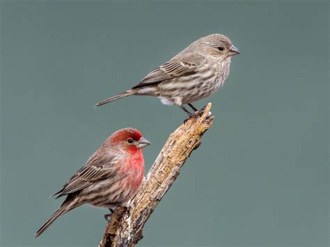 NestWatch | House Finch - NestWatch