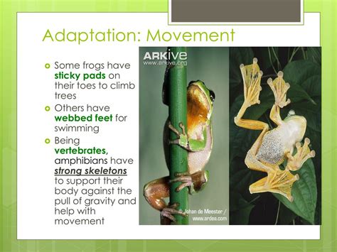 Top 102+ Adaptation of amphibians animals - Merkantilaklubben.org