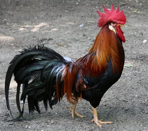 Category:Chickens | Animals Wiki | Fandom