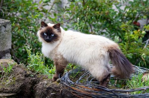 Top 12 Himalayan Cat Breeders: What To Look For