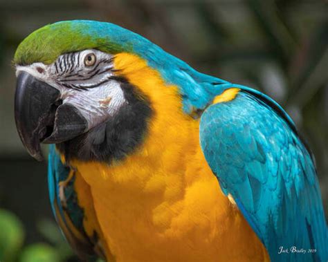 Blue & Gold Macaw - Connecticut's Beardsley Zoo