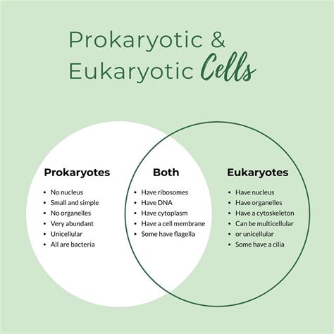 Prokaryotic Vs Eukaryotic Cells Venn Diagram Diagram | Images and Photos finder