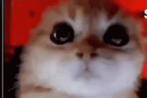 Angry Cat Meme Cat GIF - Angry Cat Meme Cat - Discover & Share GIFs