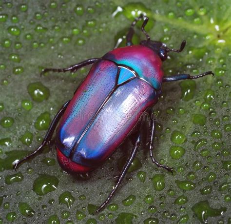 Colorful African Fruit/Flower Beetle from Tanzania Forest