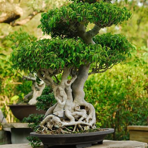 How to plant a Japanese-inspired garden according to a pro | Japanese garden, Japanese garden ...