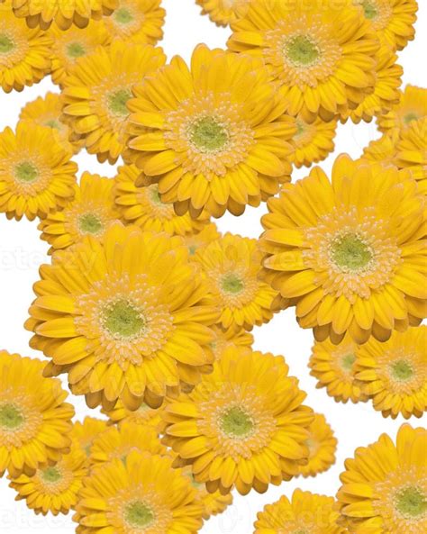 Falling Yellow Gerber Daisies 16297361 Stock Photo at Vecteezy