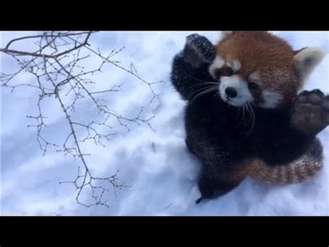 Red Pandas In Snow