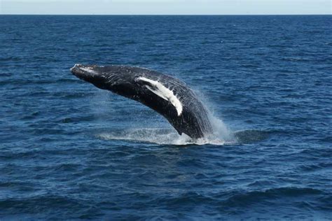 From Reykjavik: Whale Watching Tour | GetYourGuide