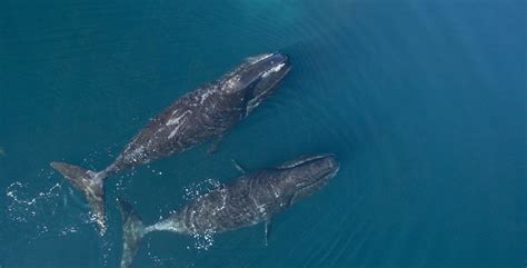 Bowhead Whale: Species Facts, Info & More | WWF.CA