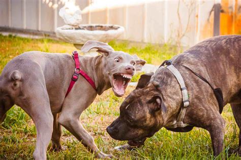 Why Your Dog Is Aggressive and How to Stop It