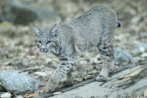 Bobcat hunting in Yosemite | Stock image | Colourbox