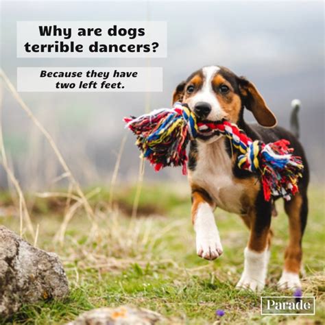 75 Funny Dog Jokes To Make You Howl - Parade Pets