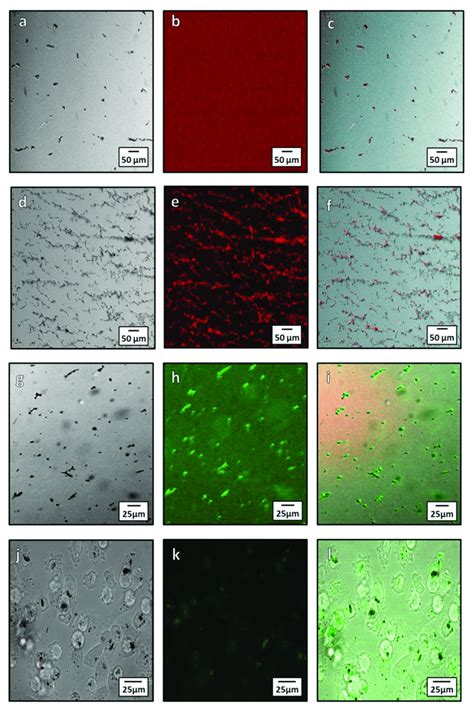 Microscopy showing localization Alexa Fluor ® 594 and 488 with ...