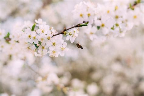 Complete Guide To Apple Tree Pollination - Minneopa Orchards