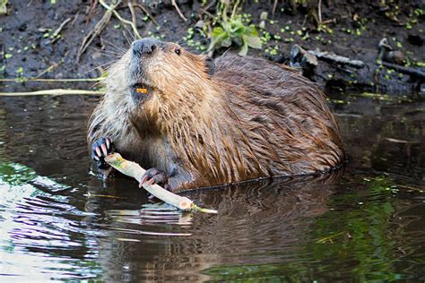 650+ Beaver Eating Wood Stock Photos, Pictures & Royalty-Free Images - iStock