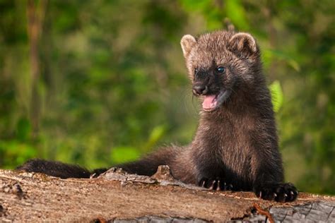 Door to Nature: The Wary Fisher - Door County Pulse