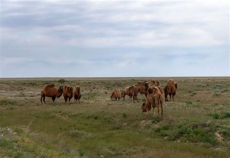 10 Keystone Species Examples and the Important Role they Play in Every Ecosystem