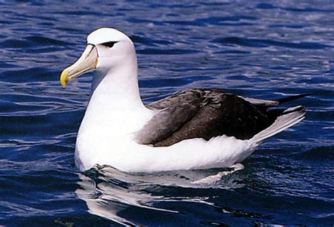 Rules of the Jungle: Interesting Facts about Albatross Birds