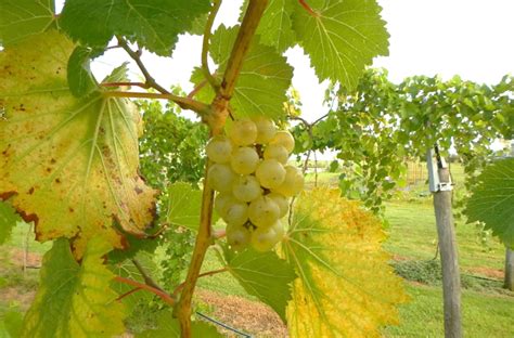 Miss Blanc – Grape Varieties in the USA