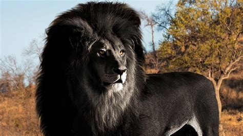 10 Most Rare & Majestic Lions In The World! - YouTube