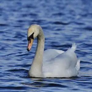 Mute Swan - Facts, Diet, Habitat & Pictures on Animalia.bio