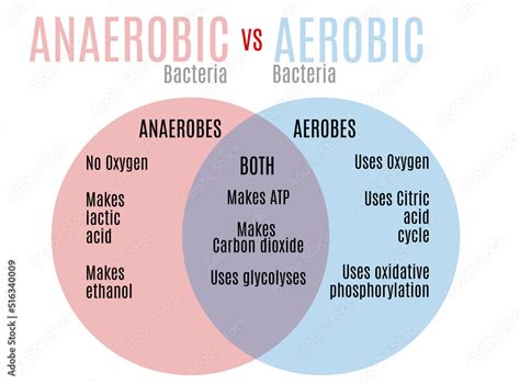 Aerobic vs. anaerobic bacteria venn diagram Stock Illustration | Adobe ...