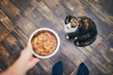 6 Delicious Homemade Cat Food Recipes (Vet Approved) (Vet Reviewed & Approved) - All About Cats