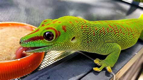 🦎🐢 The 10 Beautiful And Awesome Reptiles 😽 - YouTube