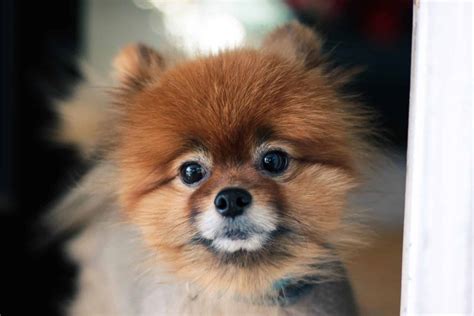 The Top 5 Pomeranian Haircut Styles | The Dog People by Rover.com