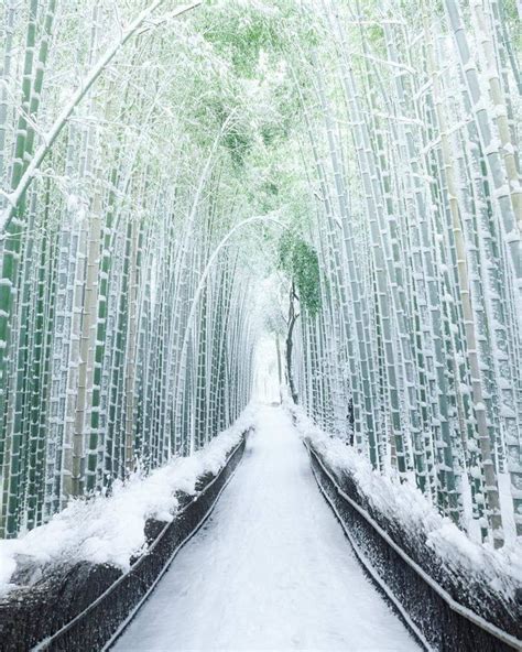 Kyoto's Arashiyama Bamboo forest in Japan - Awesome | Japan winter, Bamboo forest japan, Scenery