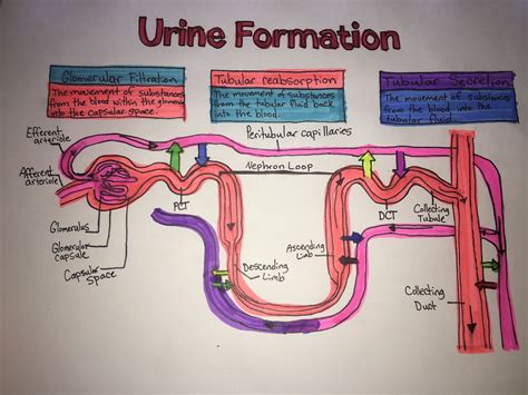 10+ Urine Formation Diagram - HannahMaysan