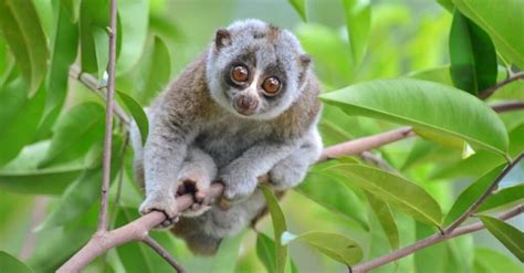 Discover Why Slow Loris Venom Is So Nasty - A-Z Animals