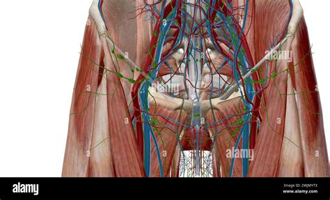 Inguinal lymph nodes are lymph nodes in the human groin. Located in the femoral triangle of the ...