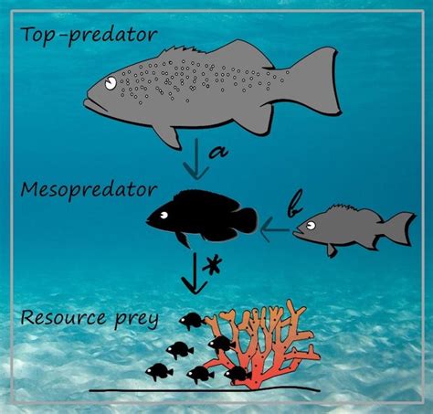 Top predators help juvenile fish | Lizard Island Reef Research Foundation